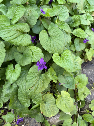Sweet violet