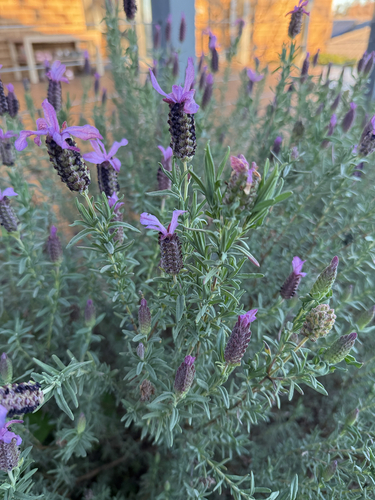 topped lavender