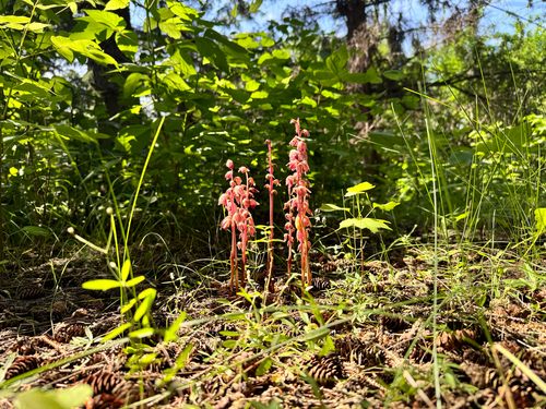 Striped Coralroot