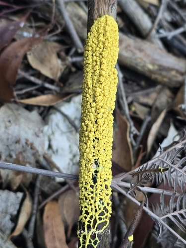insect-egg slime