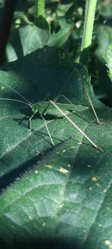 Lily Bush-cricket