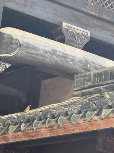 Collared Finchbill