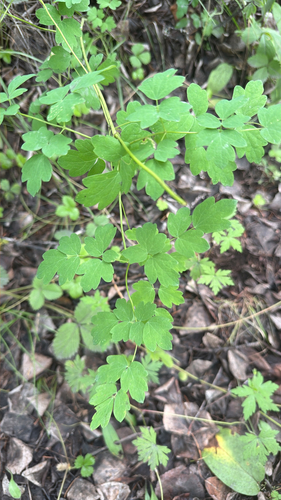 Lesser Meadow-rue