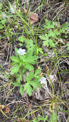 Siberian Crane's-bill