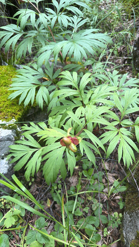 anomalous peony