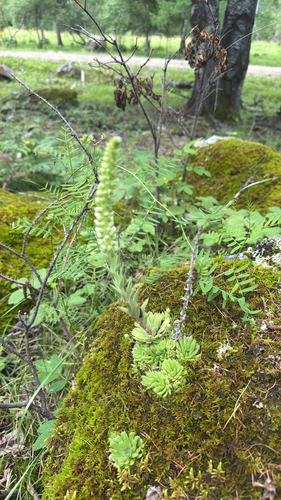 spiny pennywort