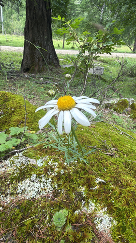 Zawadzki's chrysanthemum