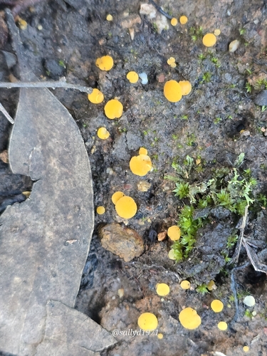 Yellow Earth Buttons