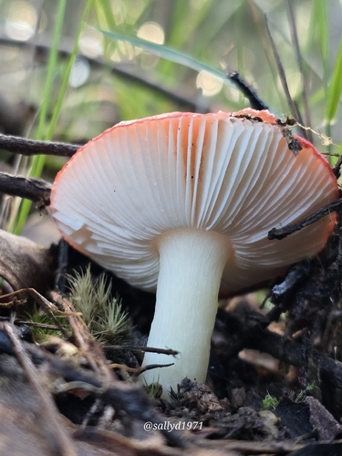 Russula persanguinea