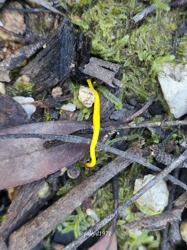 Canary Worm