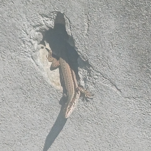 Common Wall Lizard