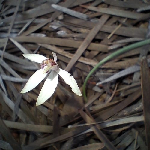 sugar orchid