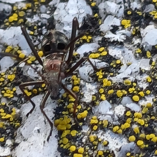 ant bug
