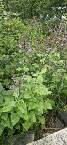 Alpine Blue-sow-thistle