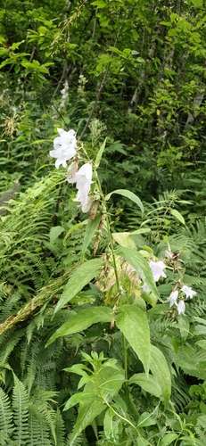 Giant Bellflower