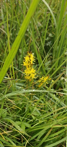 bog asphodel