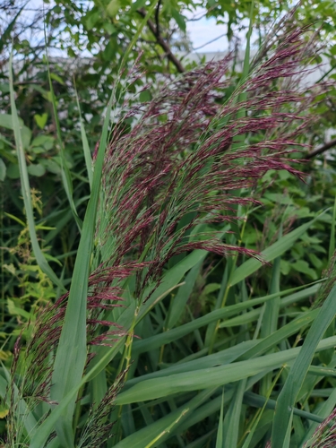 common reed