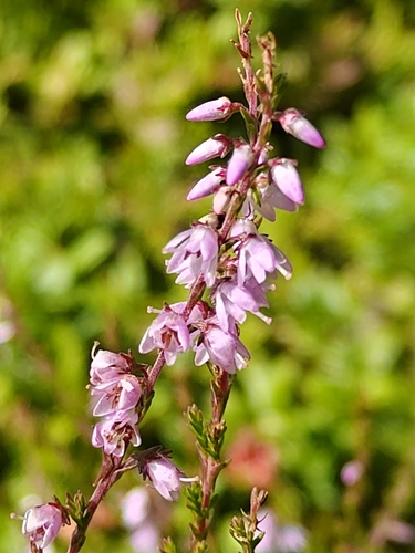 common heather