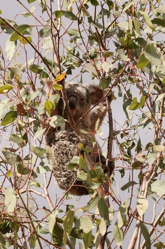 Koala