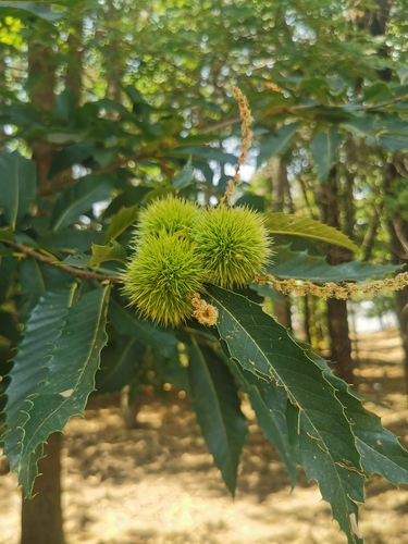 Sweet Chestnut