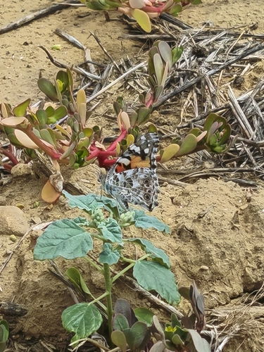 Painted Lady