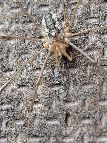 European Harvestman