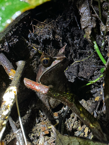 Long-nosed Horned Frog