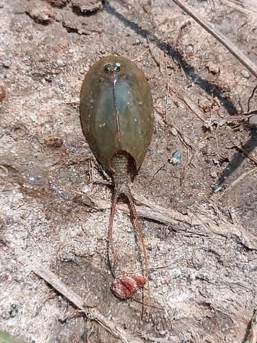 European Tadpole Shrimp