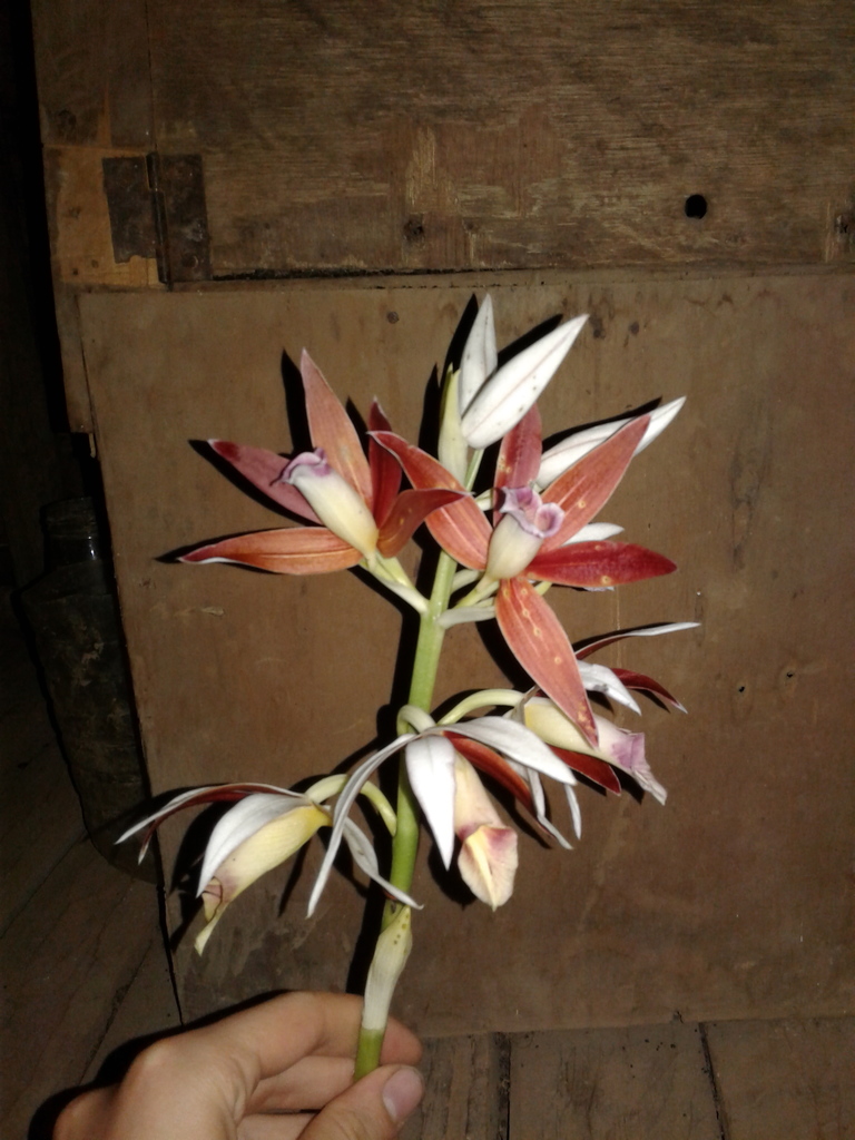 Calanthe montana (Calanthe montana)