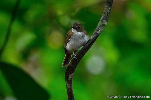Gray-chested Jungle Flycatcher