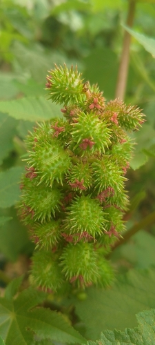 castor bean
