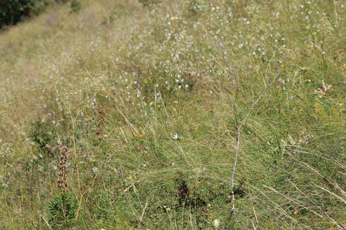 Scarce Swallowtail