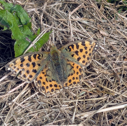 Queen of Spain Fritillary