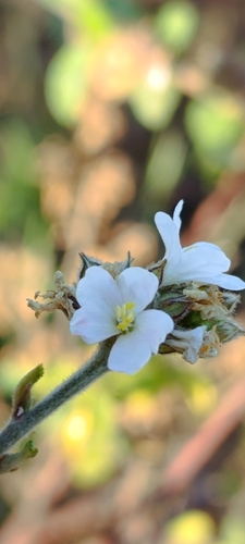 Melochia parvifolia