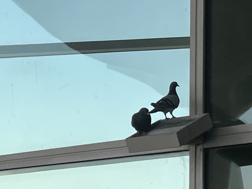 Feral Pigeon