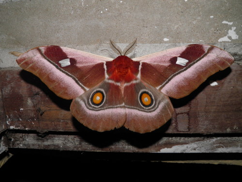 Cabbage Tree Emperor