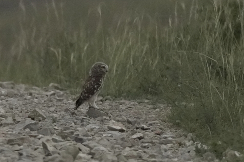 Little Owl