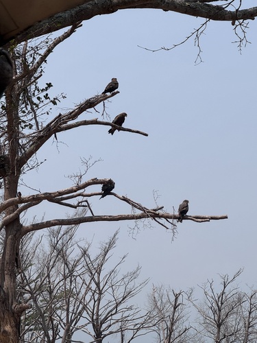 Black Kite