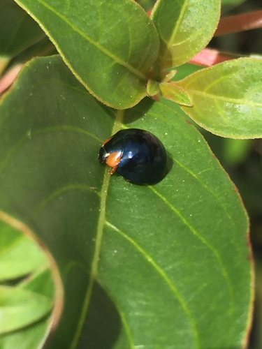 Metallic Blue Lady Beetle