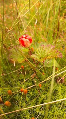cloudberry