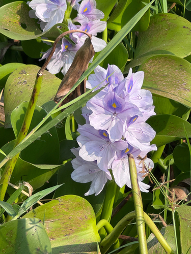 common water hyacinth