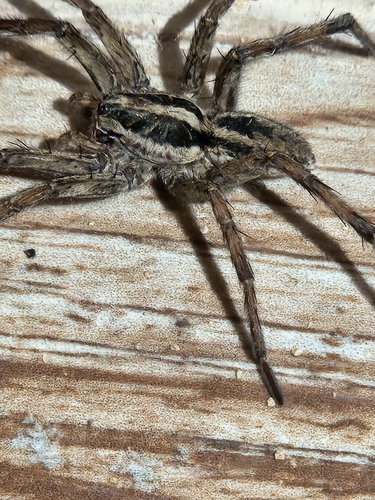 Radiated Wolf Spider