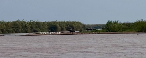 Common Hippopotamus