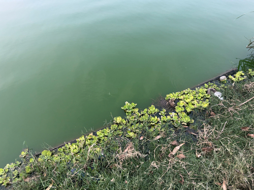 Water Lettuce