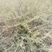 Acacia oliveri