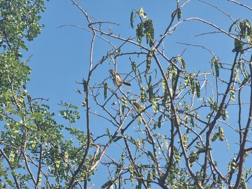 D'Arnaud's Barbet