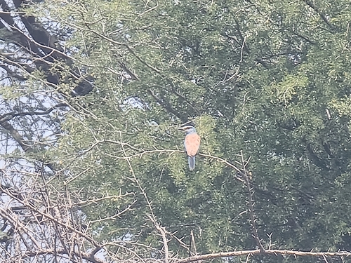 European Roller