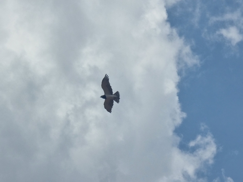 Black-chested Snake-Eagle