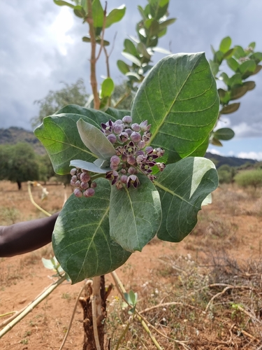 giant milkweed