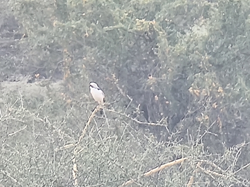 Grey-backed Fiscal
